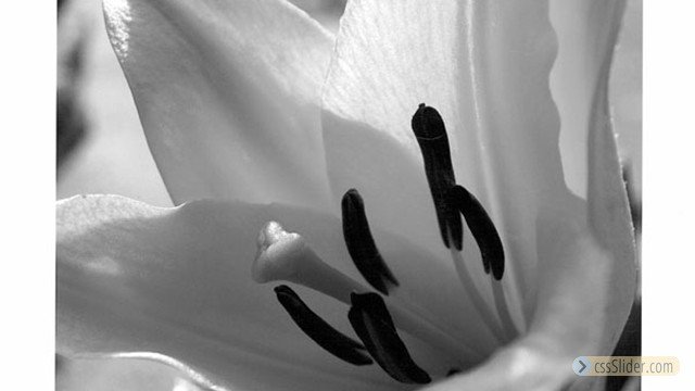 Imitate by Florence G. Stone