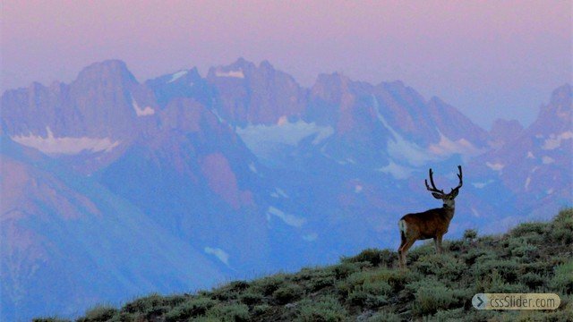 Deer and Glaciers by Thomas Gustie