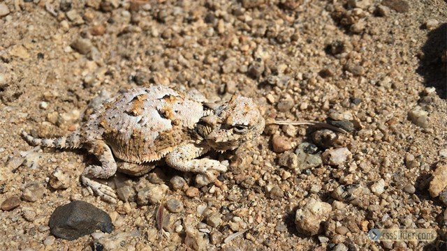 Horned Toad by Brian Adkins