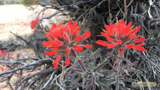 Paintbrush by Brian Adkins